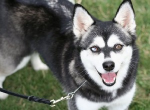 Klee Kai do Alasca:características e cuidados da raça do cão