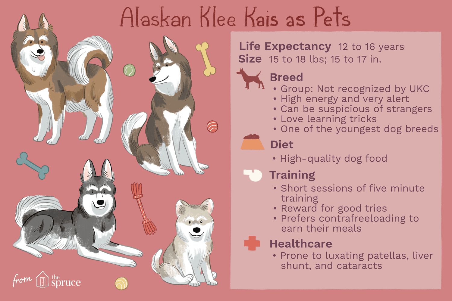 Alaskan Klee Kai:Hundrasegenskaper och skötsel