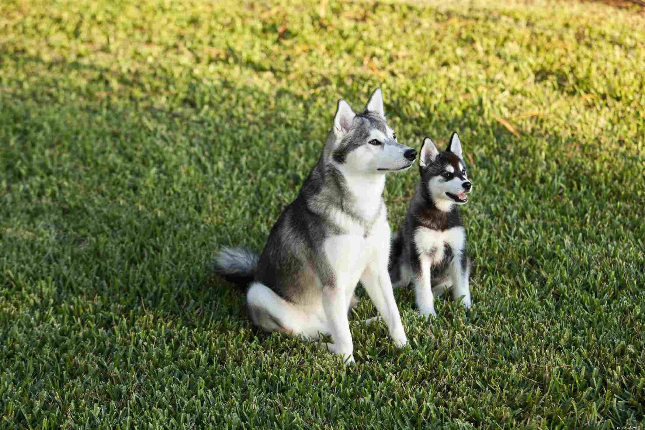 Alaskan Klee Kai:개 품종 특성 및 관리