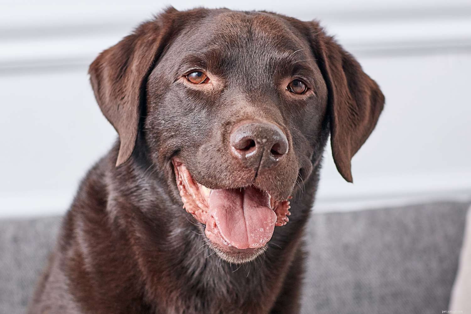 Labrador retriever (laboratório):características e cuidados da raça do cão