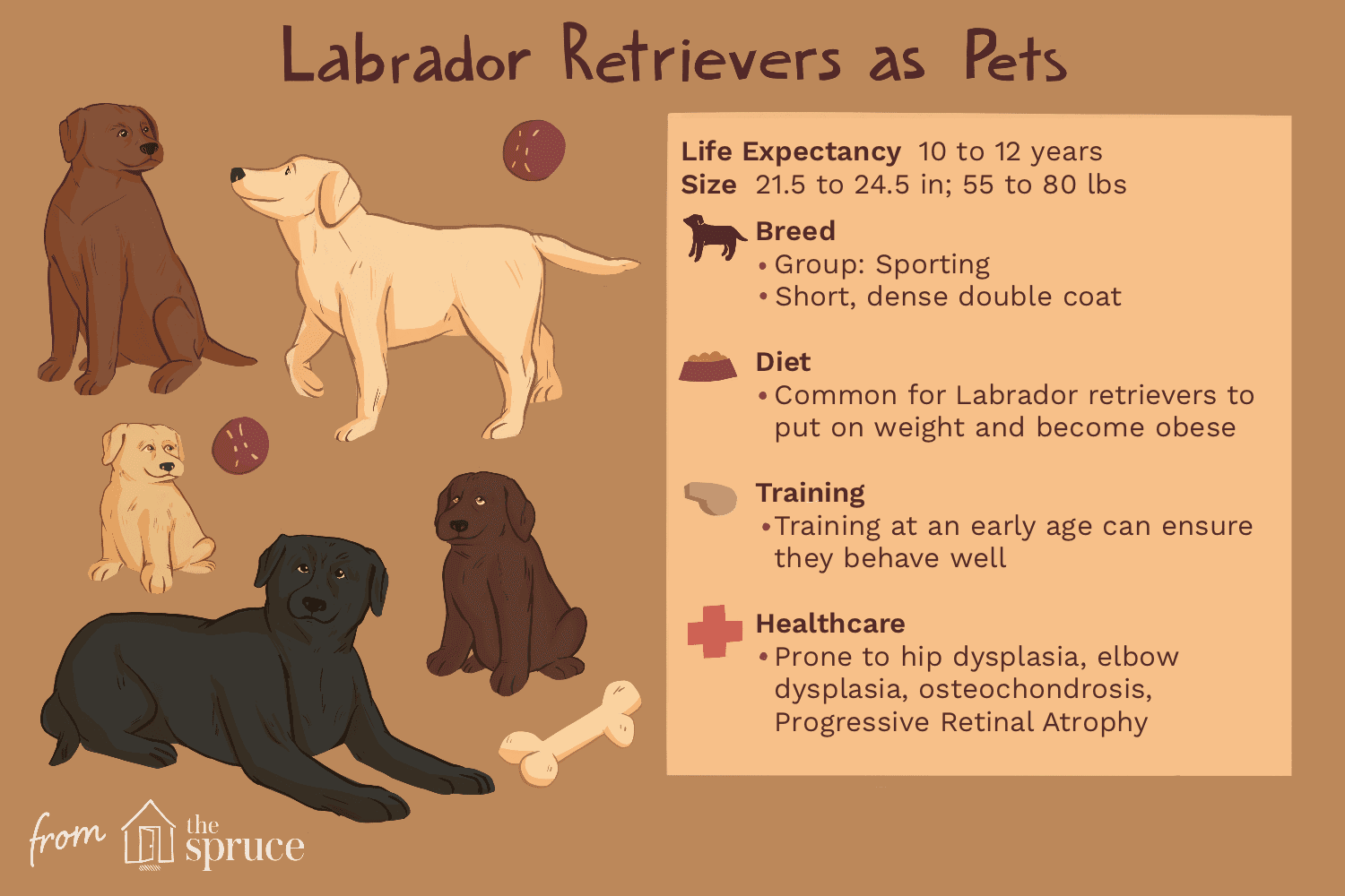 Лабрадор-ретривер (лаборатория):характеристики породы собак и уход за ними