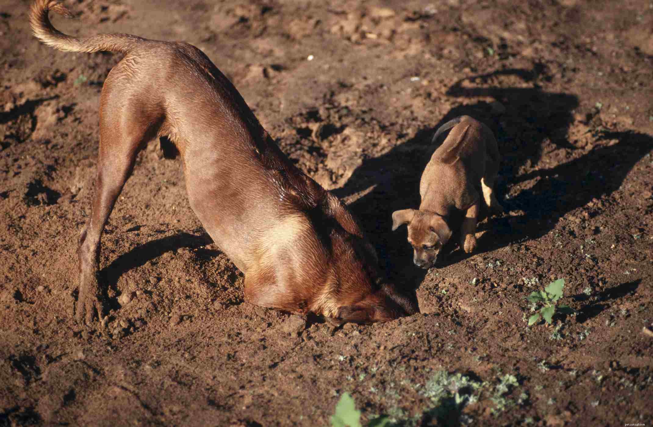 Rhodesian Ridgeback:kenmerken en verzorging van hondenrassen