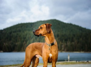 Rhodesian Ridgeback:características e cuidados da raça do cão