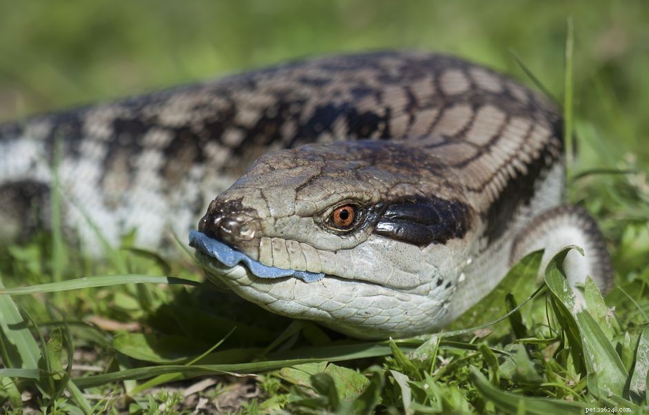 Você deve manter um lagarto de língua azul como animal de estimação?