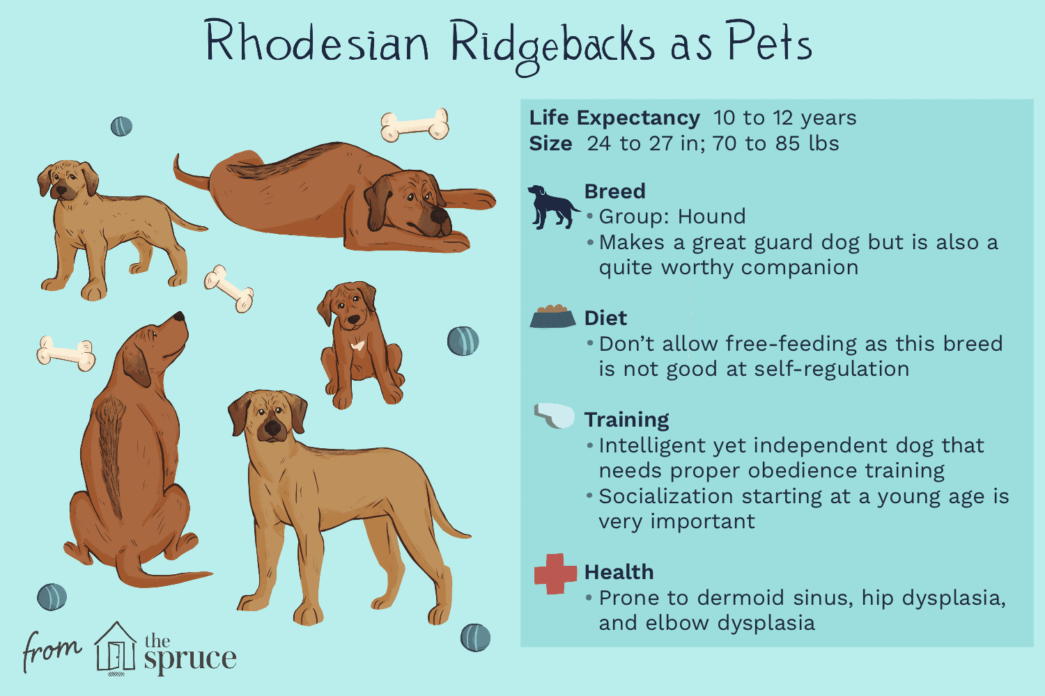 Rhodéský ridgeback:Charakteristika a péče o plemeno psů