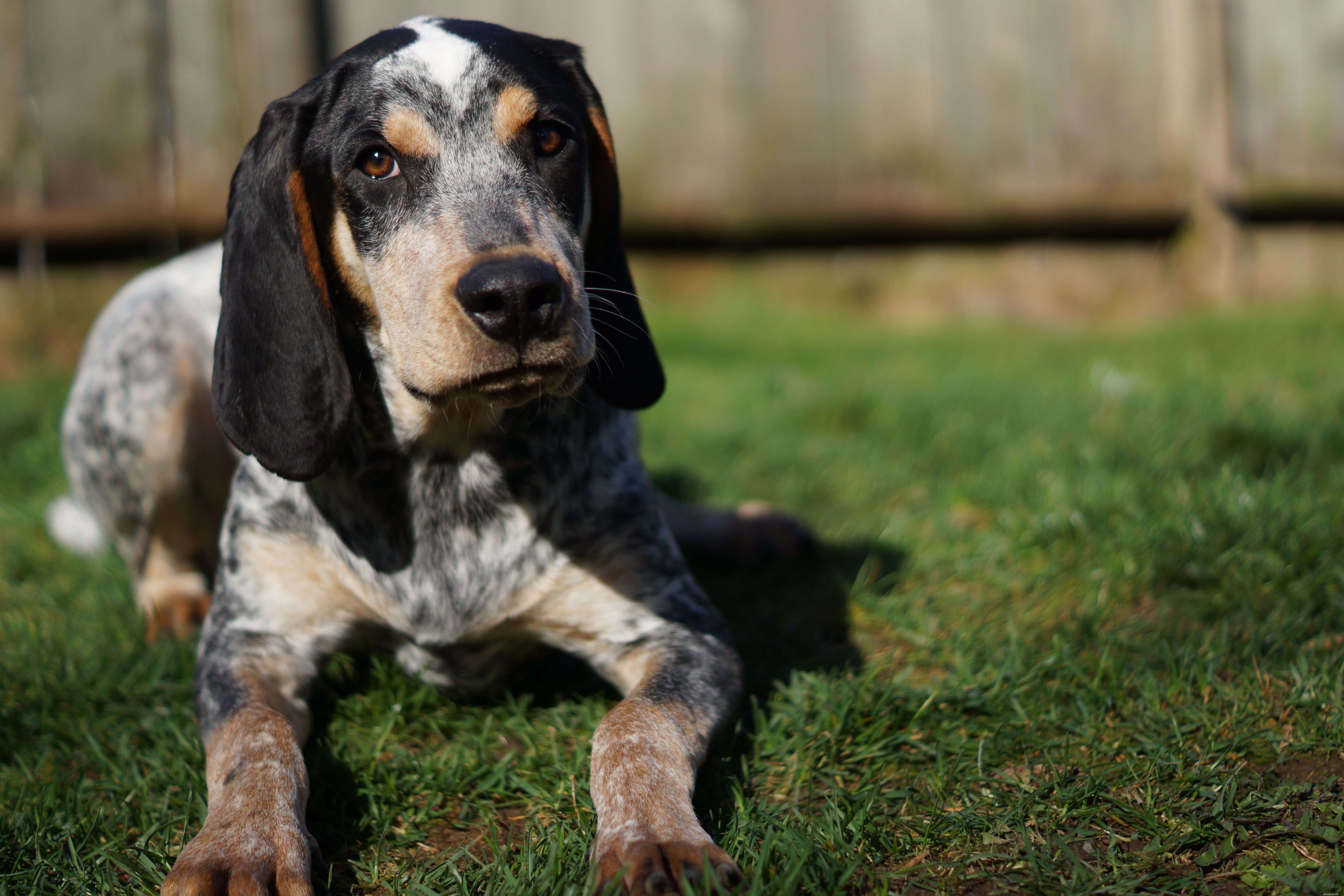 Блютик-кунхаунд:характеристики породы собак и уход за ними