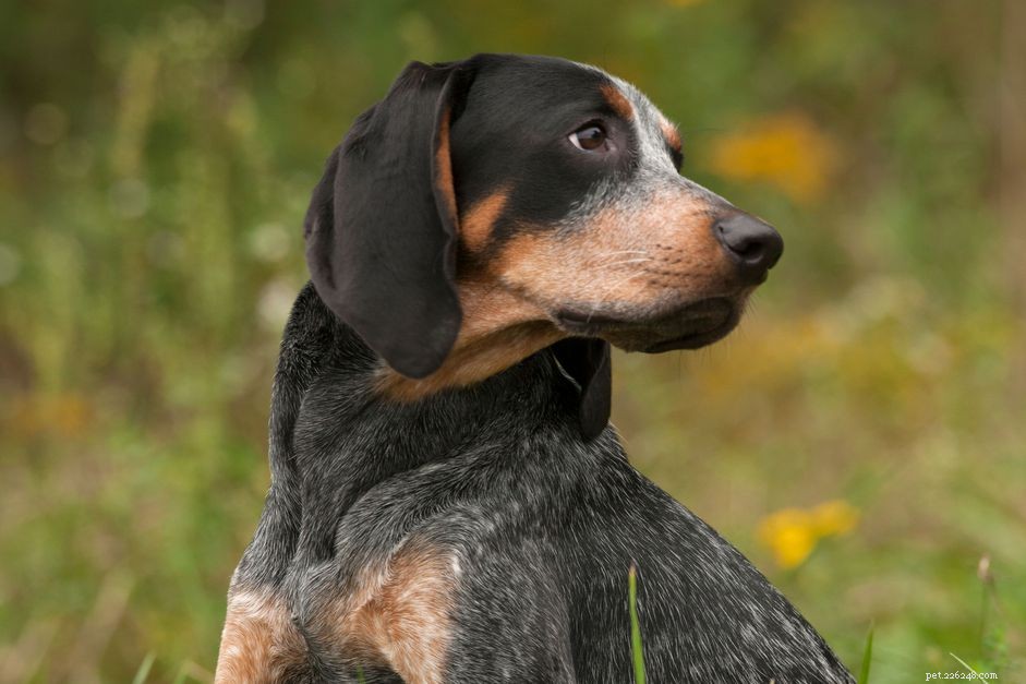 Bluetick Coonhound:kenmerken en verzorging van hondenrassen