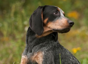 Bluetick Coonhound:개 품종 특성 및 관리