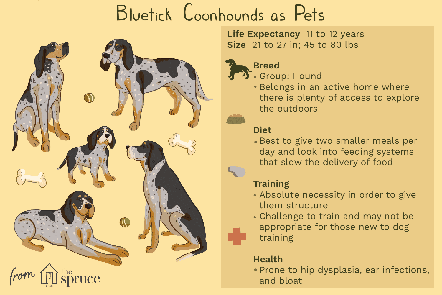 Блютик-кунхаунд:характеристики породы собак и уход за ними