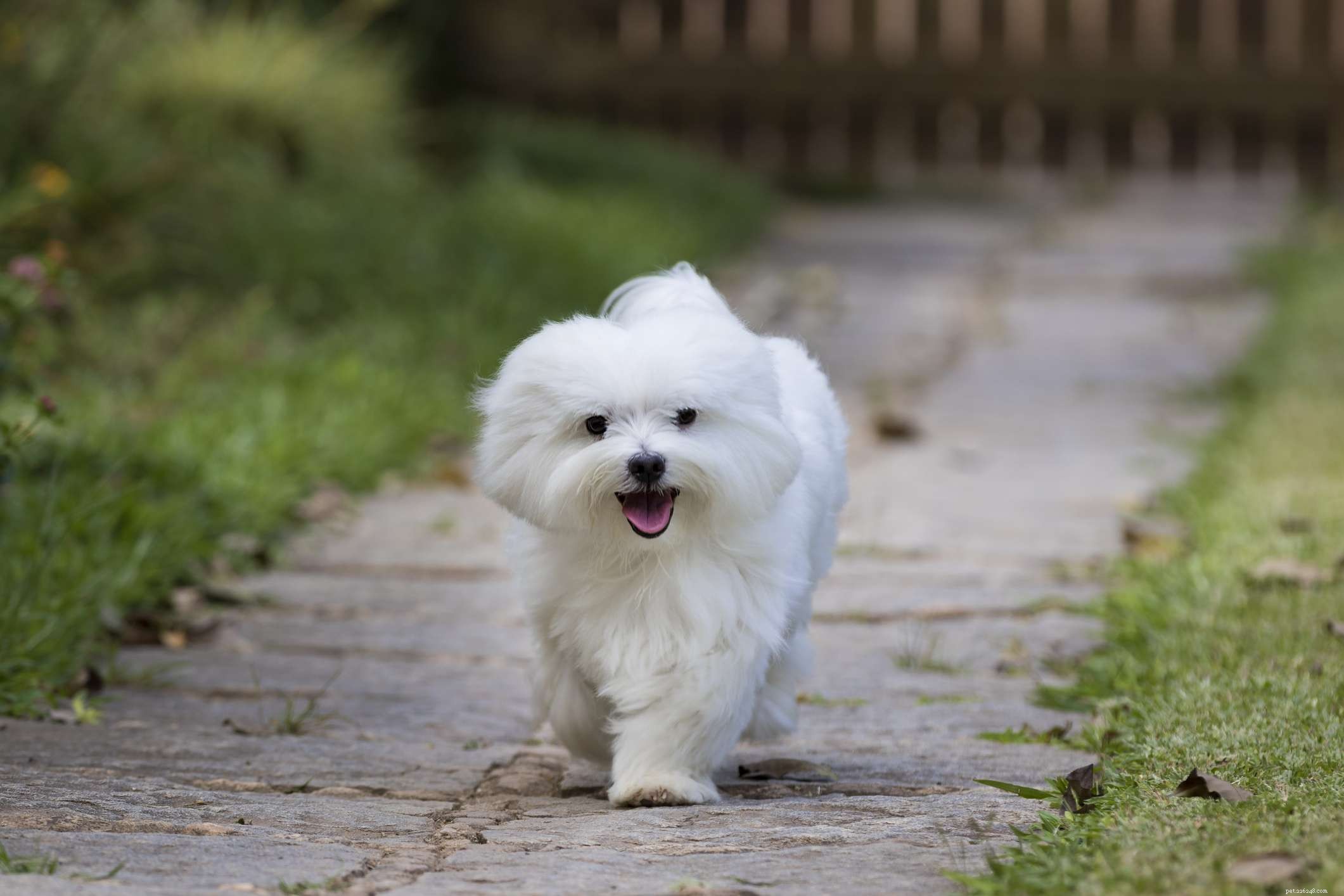 Maltézský pes:Charakteristika a péče o plemeno psů