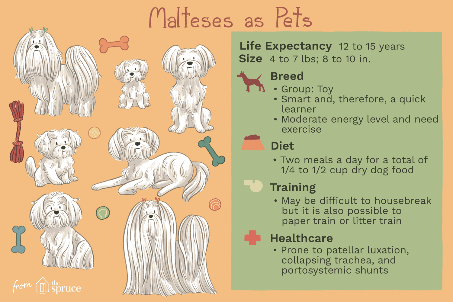 Maltês:características e cuidados da raça do cão