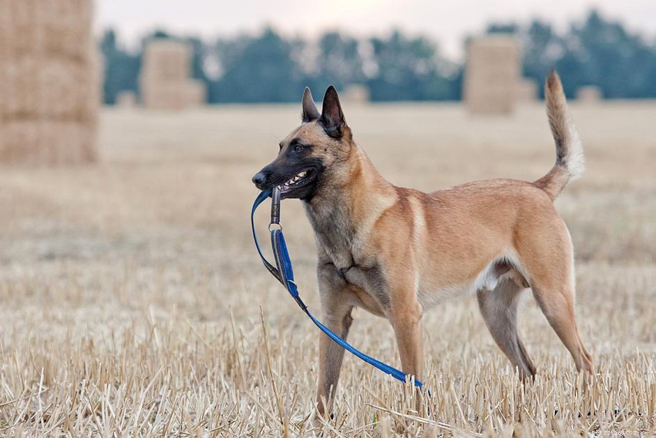 Malinois belga:caratteristiche e cura della razza canina