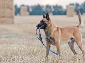 ベルギーのマリノア：犬の品種の特徴とケア 