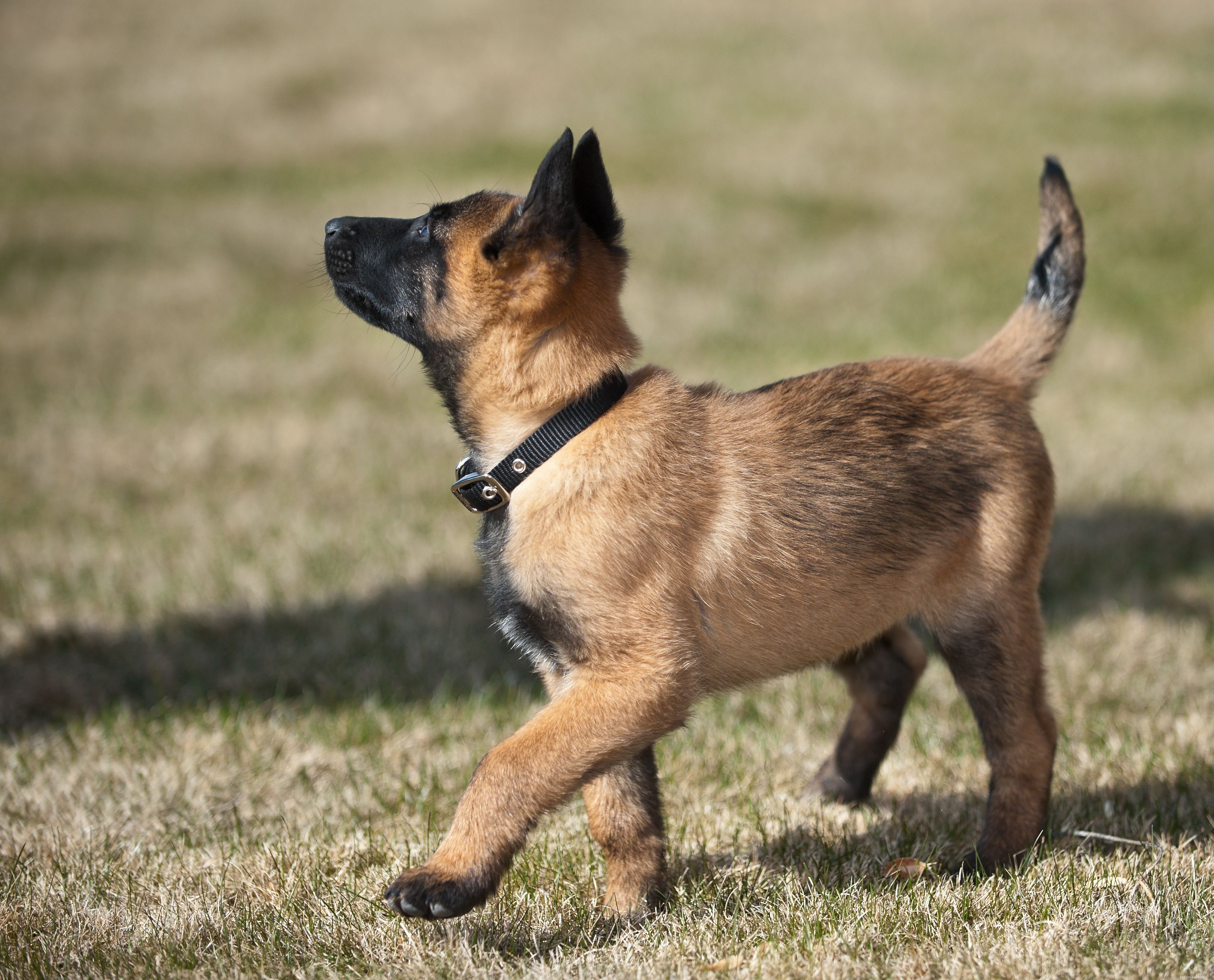 벨기에 Malinois:개 품종 특성 및 관리