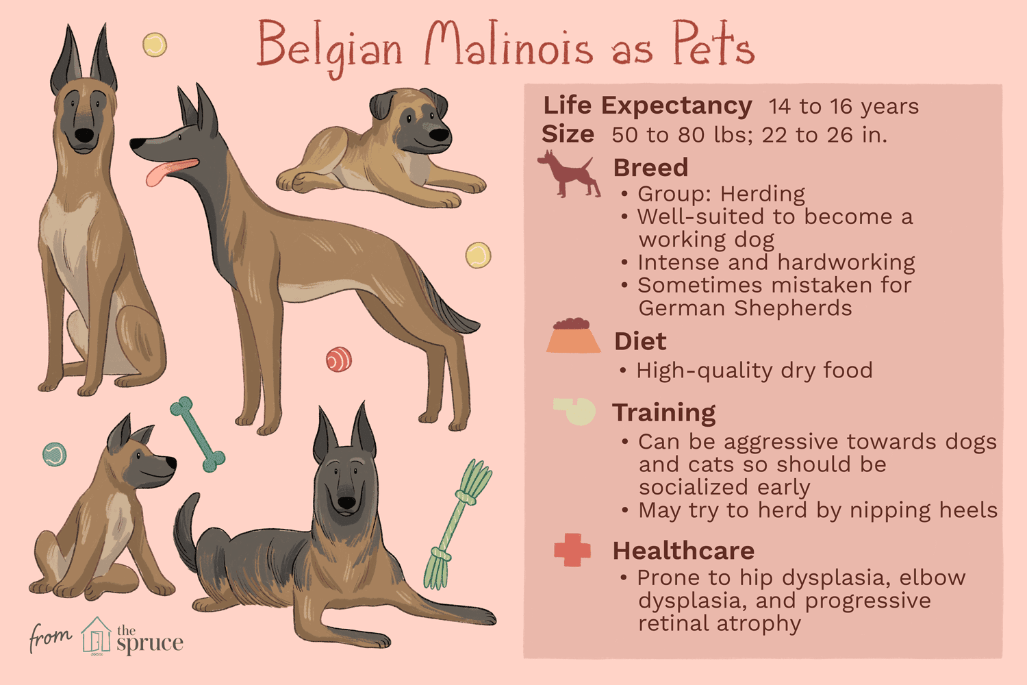 Malinois belge :caractéristiques et soins de la race de chien