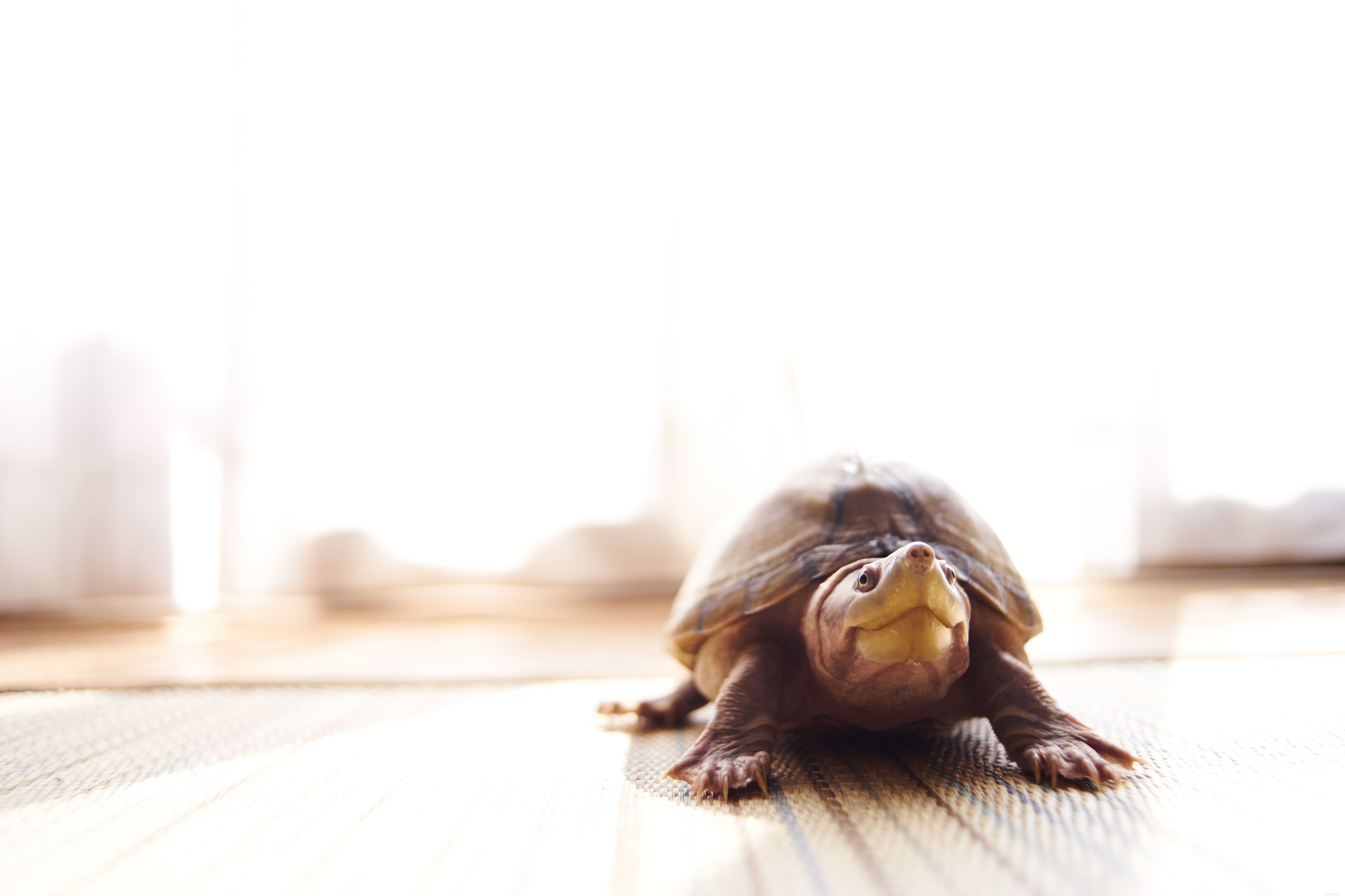 Infekce dýchacích cest u želv a želv