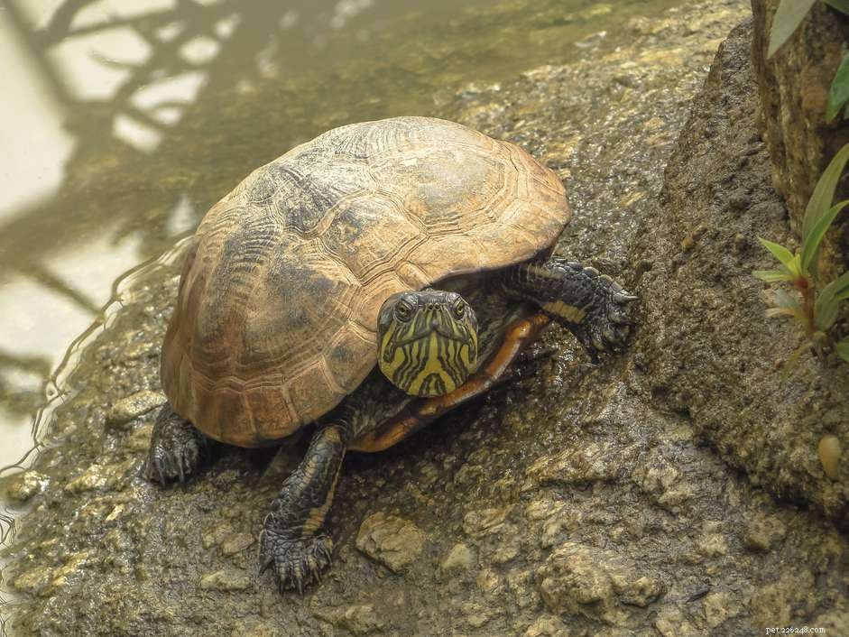 Infections respiratoires chez les tortues terrestres et terrestres