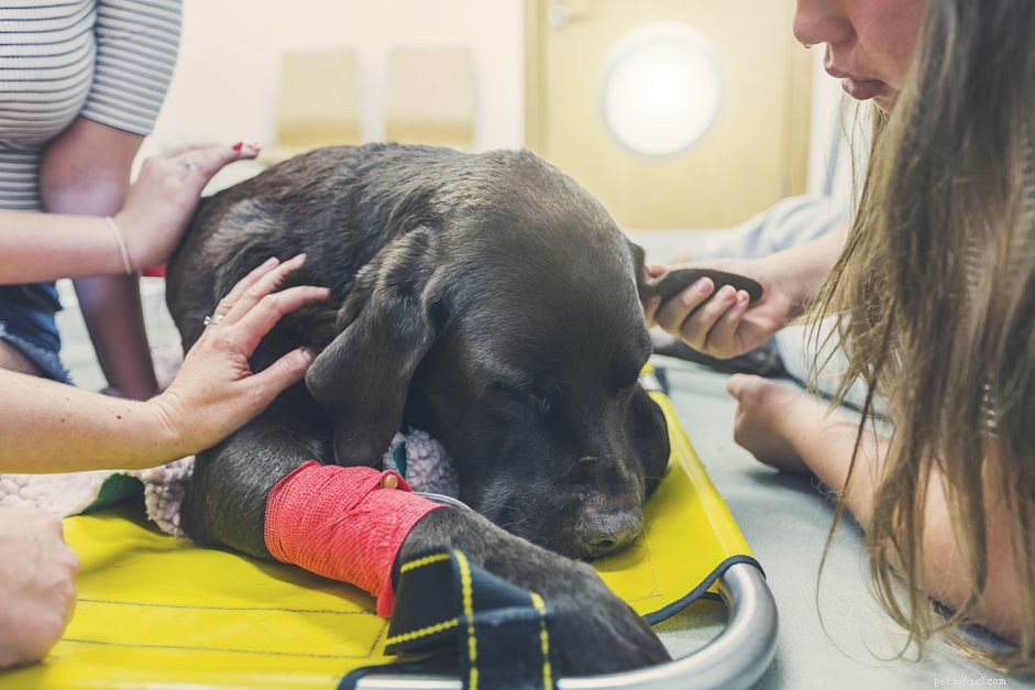 Vilka är tecknen på cancer hos hundar?