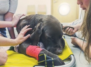 Каковы признаки рака у собак?
