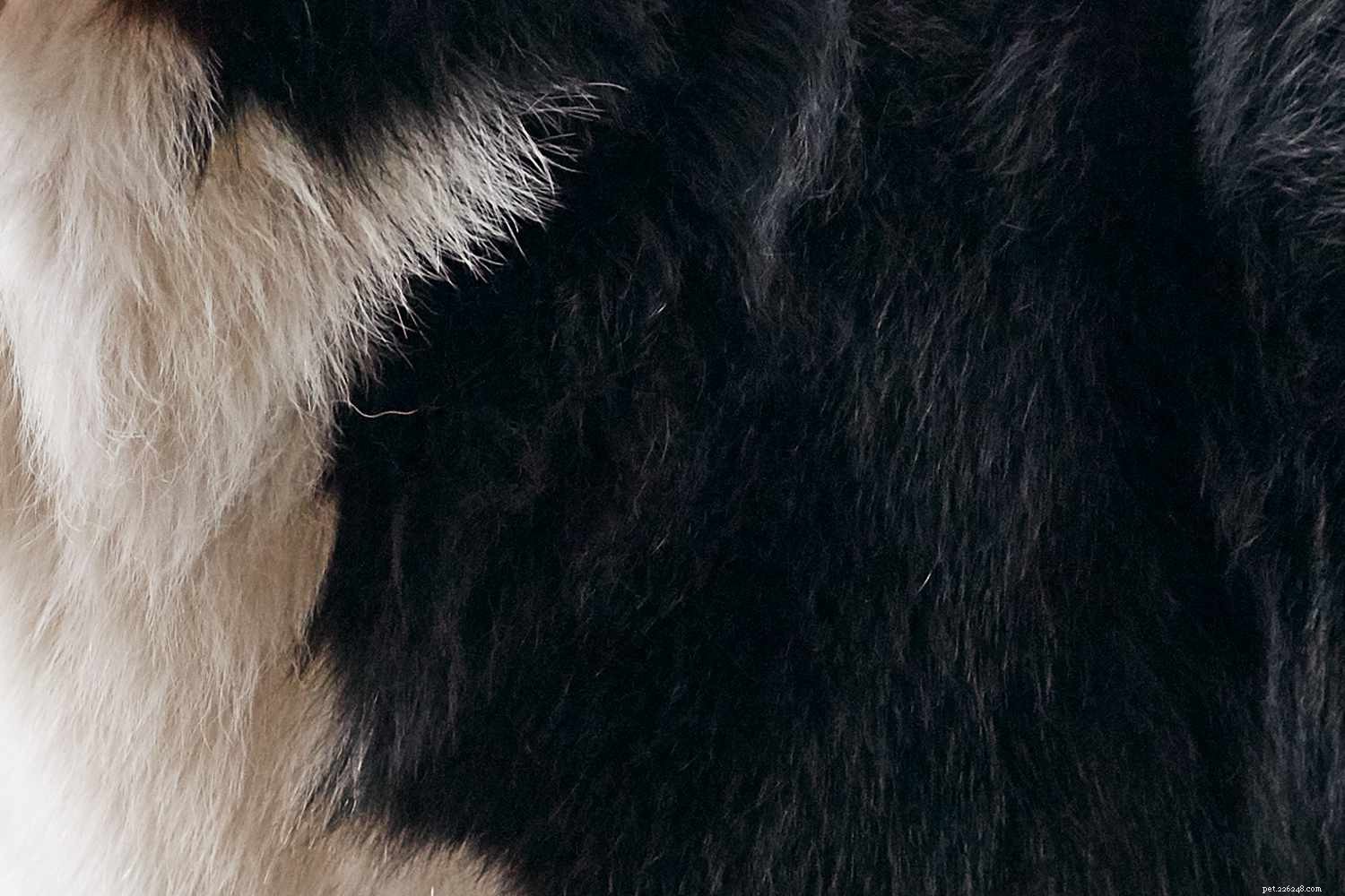 Berner sennenhund (Berner):Hundras egenskaper och skötsel