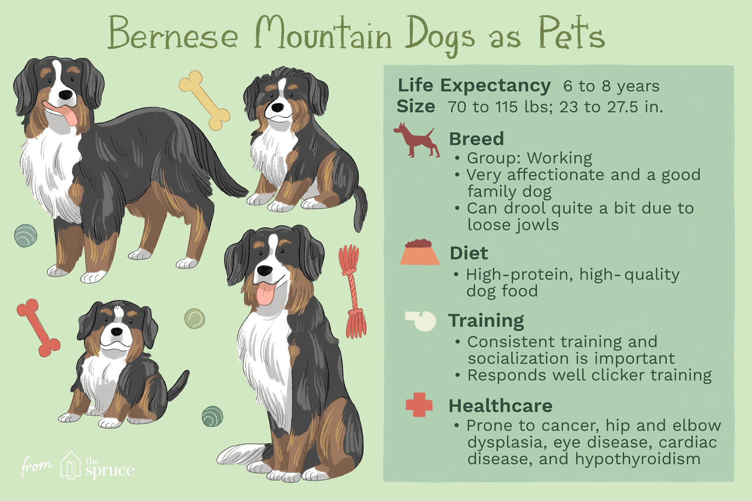 Bernese Mountain Dog (Berner):características e cuidados da raça do cão