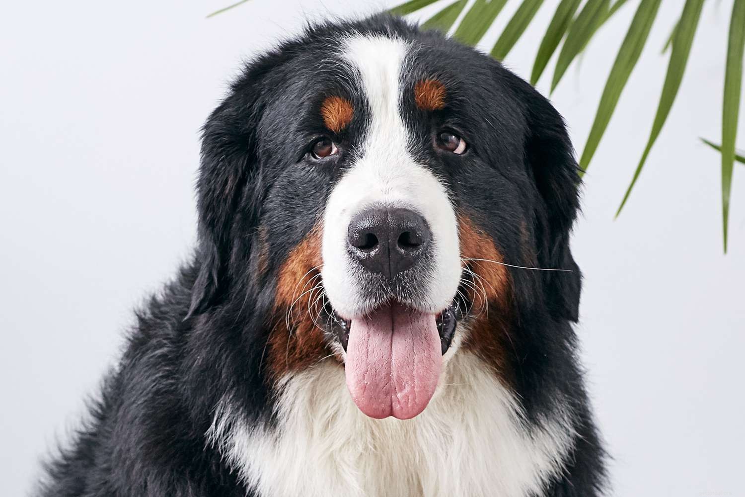 Berner Sennenhond (Berner):kenmerken en verzorging van hondenrassen