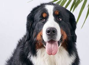 Bernský salašnický pes (Berner):Charakteristika a péče o plemeno psa