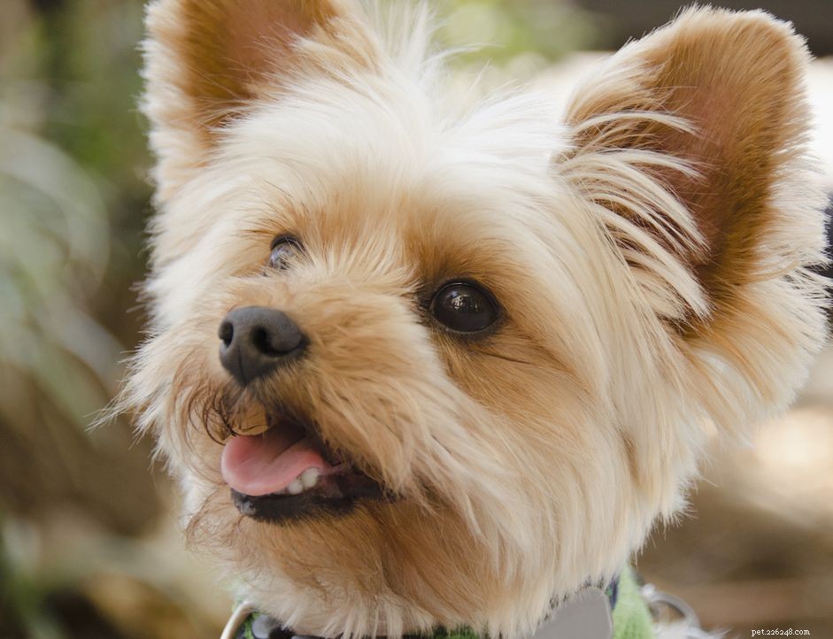 Йоркширский терьер (йорки):характеристики породы собак и уход за ними