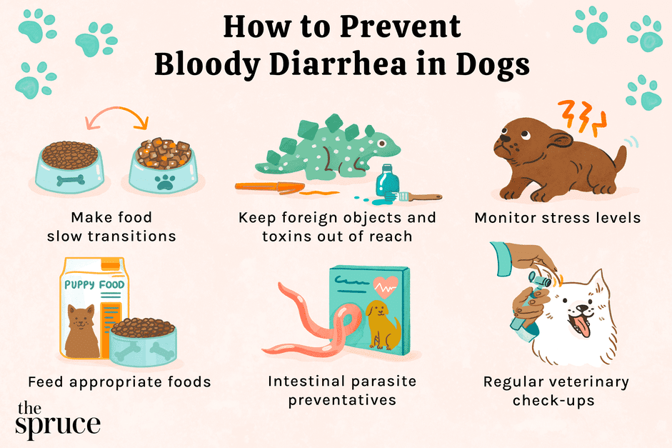 Blodig diarré hos hundar