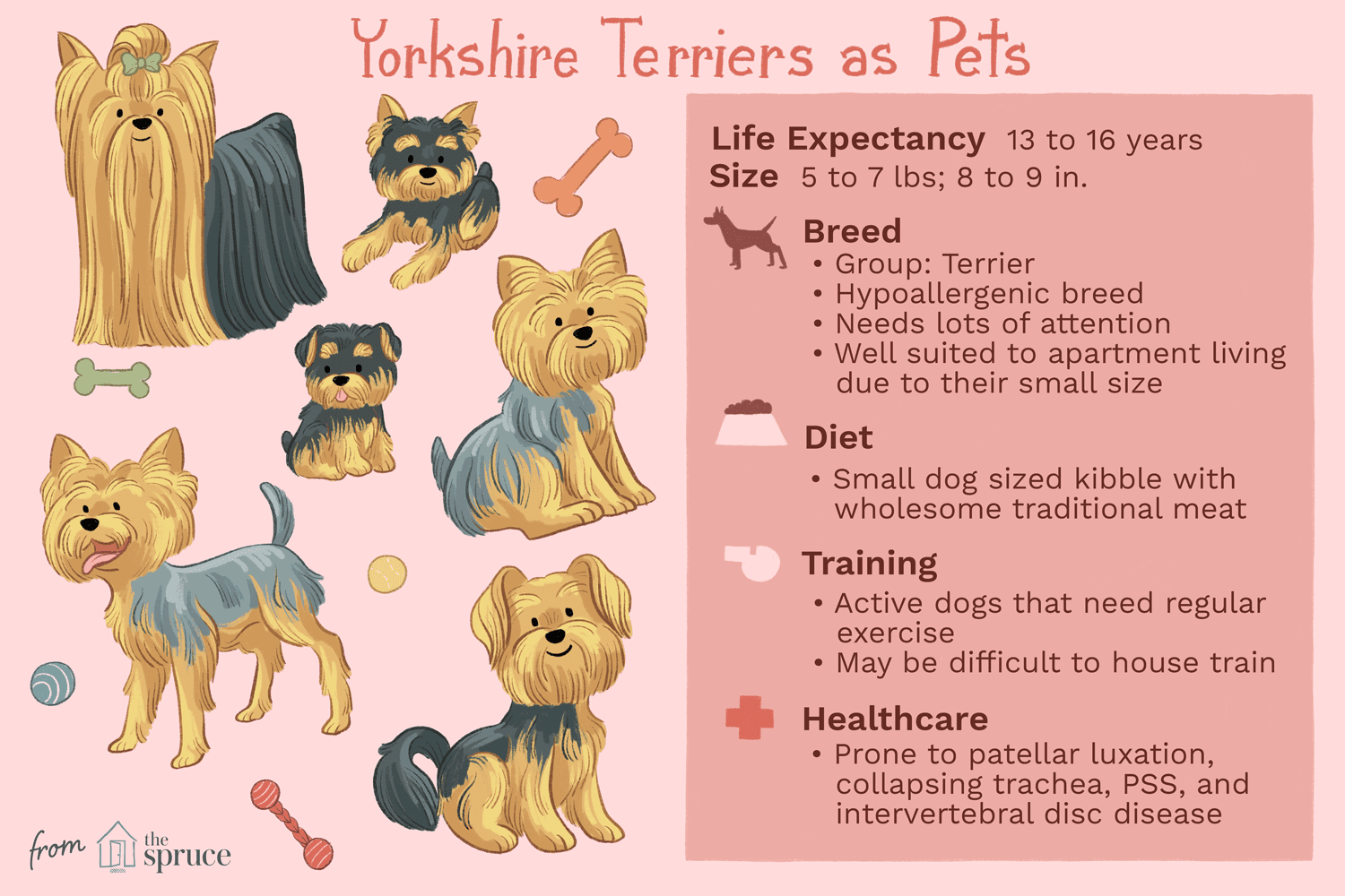 Yorkshire teriér (Yorkie):Charakteristika a péče o psí plemeno