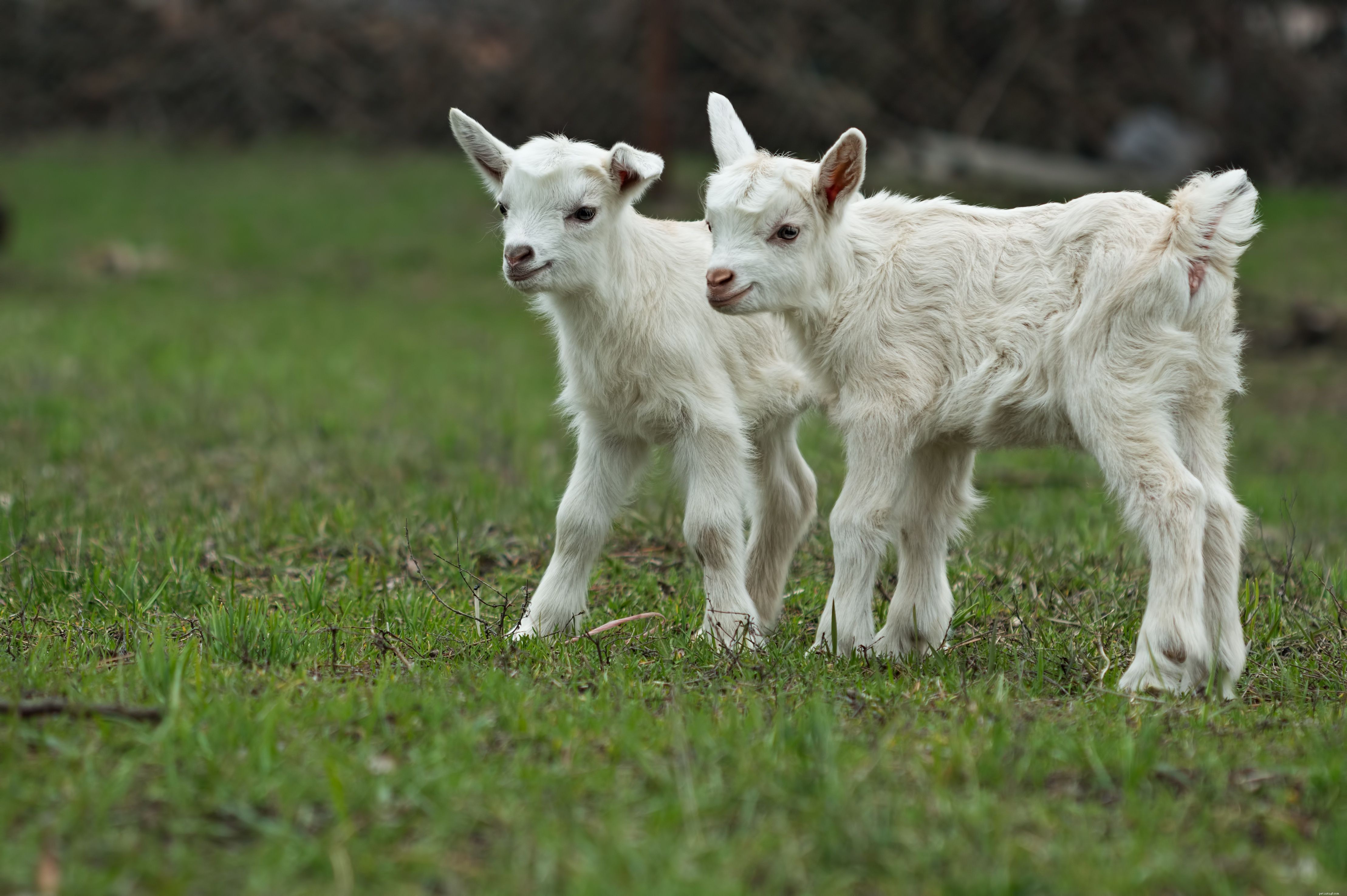 O que você não sabe sobre cabras, mas deveria