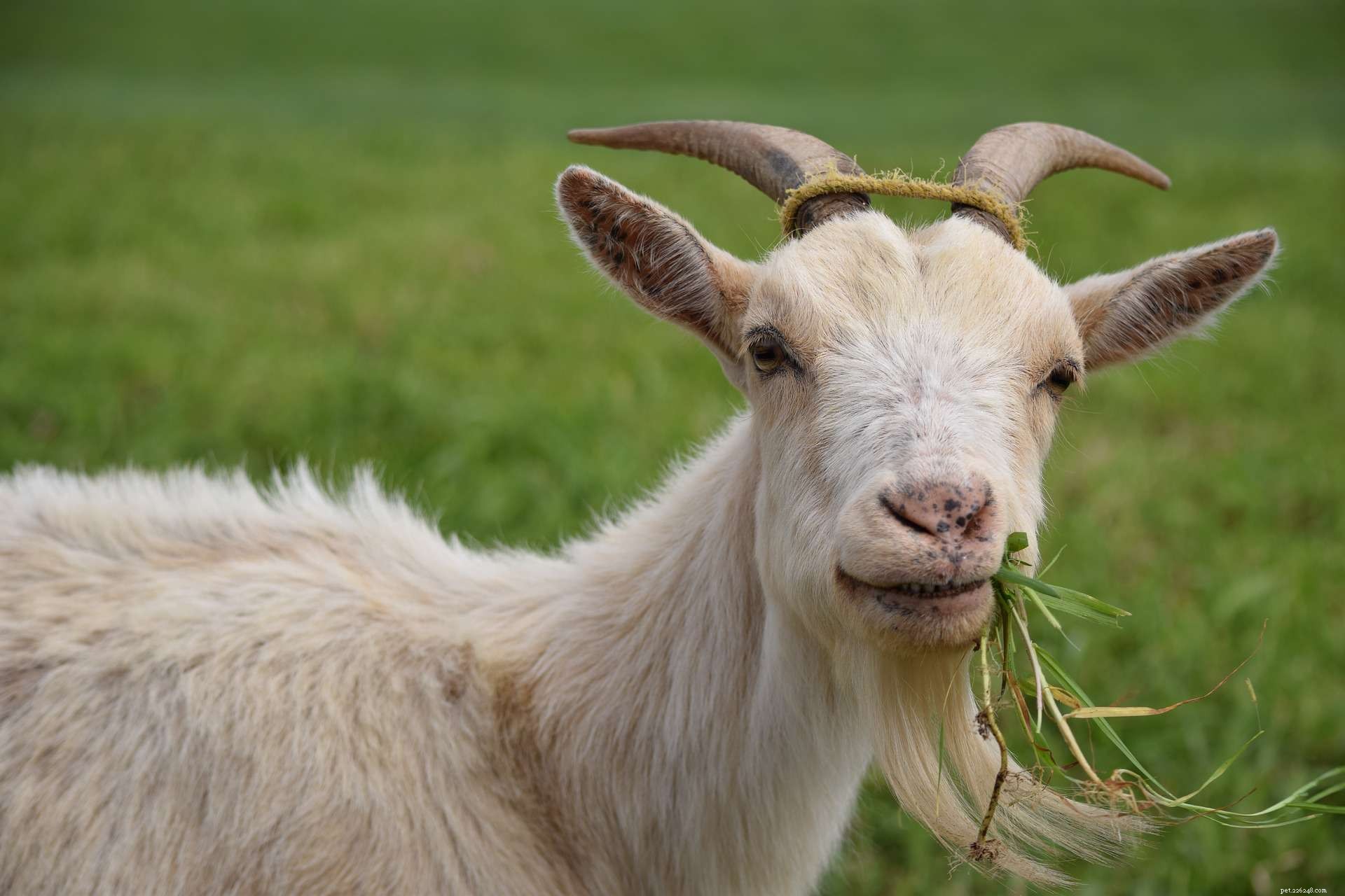 Ce que vous ne savez pas sur les chèvres, mais que vous devriez savoir