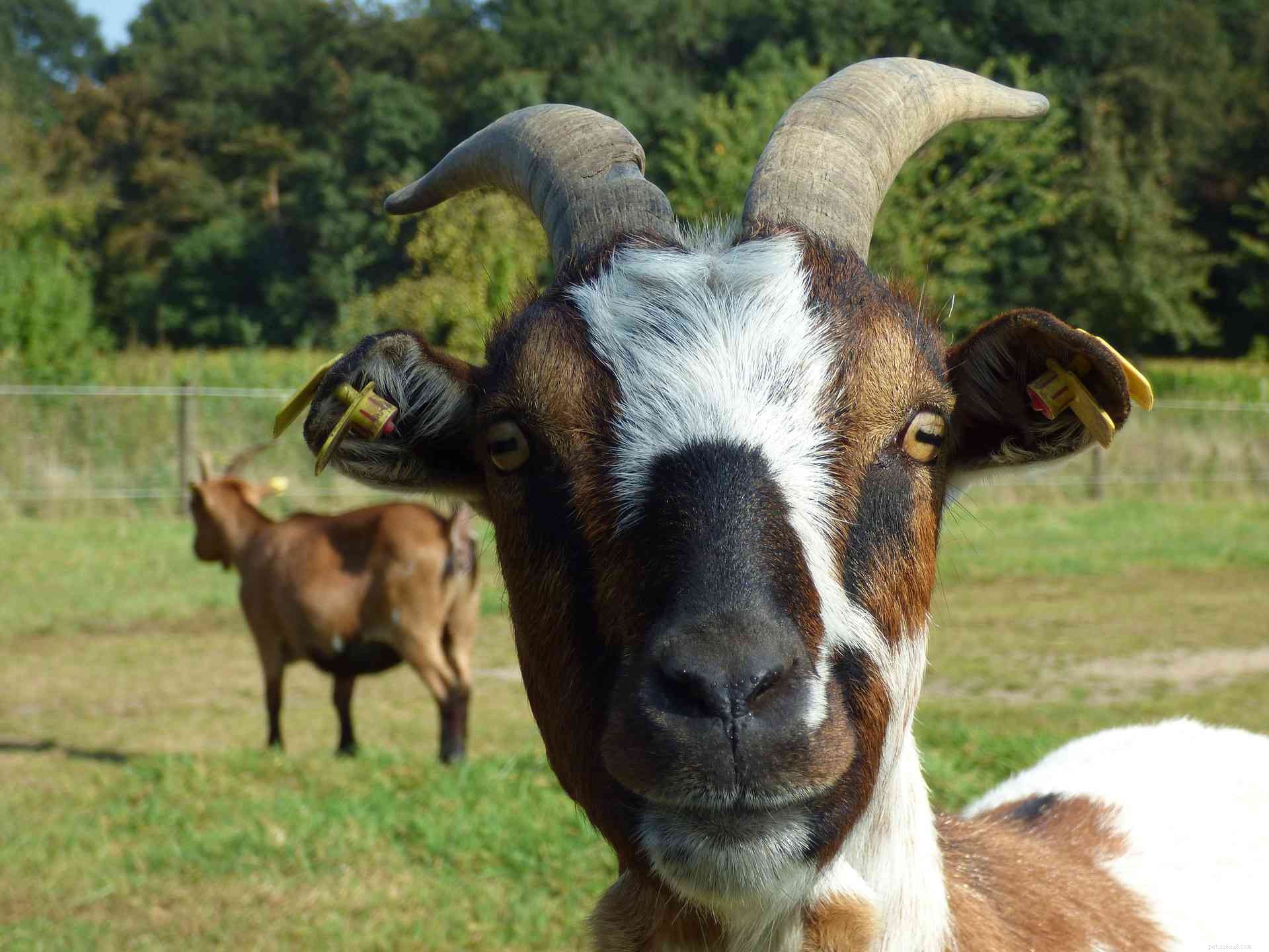 Ce que vous ne savez pas sur les chèvres, mais que vous devriez savoir