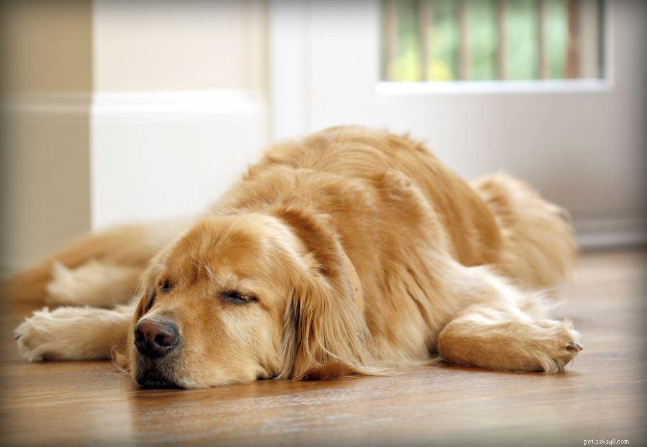 Utilisation du zonisamide pour traiter les convulsions chez les chiens