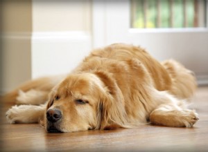 Usando Zonisamida para tratar convulsões em cães