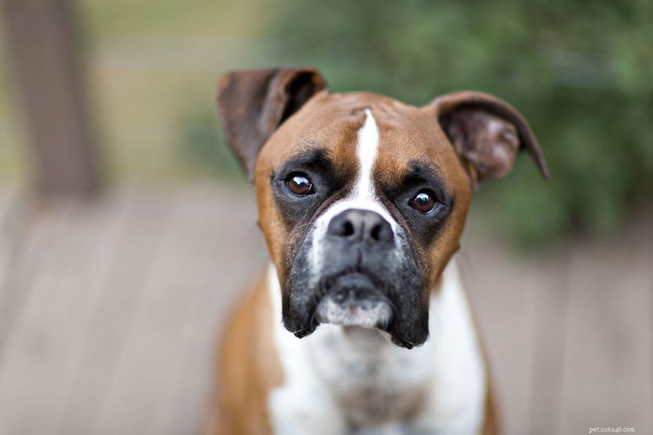 Боксер:характеристики породы собак и уход за ними
