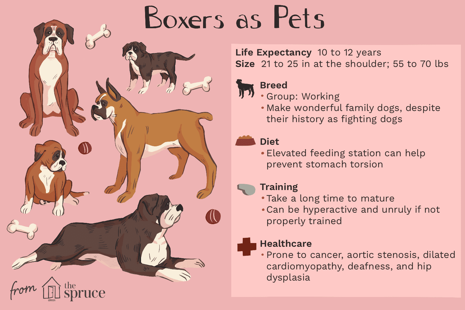Боксер:характеристики породы собак и уход за ними