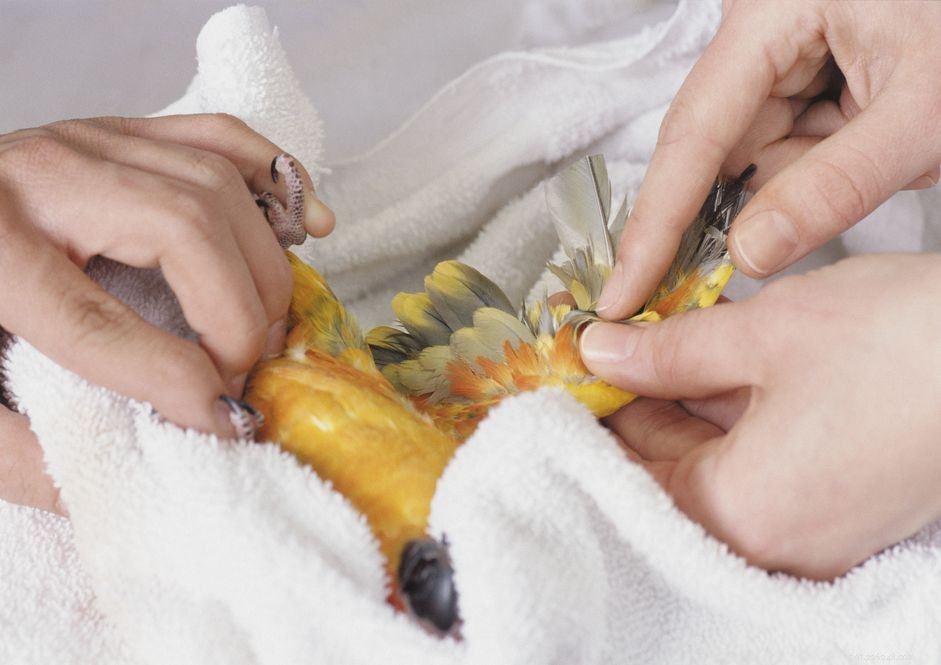 Что делать, если у вашей птицы порвалось кровавое перо