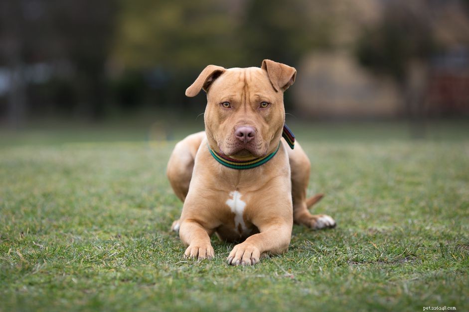 American Staffordshire Terrier :caractéristiques et soins de la race de chien