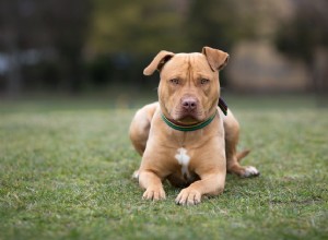 American Staffordshire Terrier:características e cuidados da raça do cão