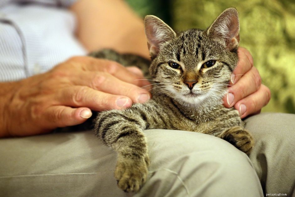 6 redenen waarom je een oudere kat zou moeten adopteren