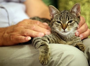 6 причин, по которым вам следует завести взрослую кошку