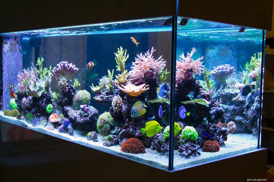 Hur man matar koraller i ett saltvattensakvarium