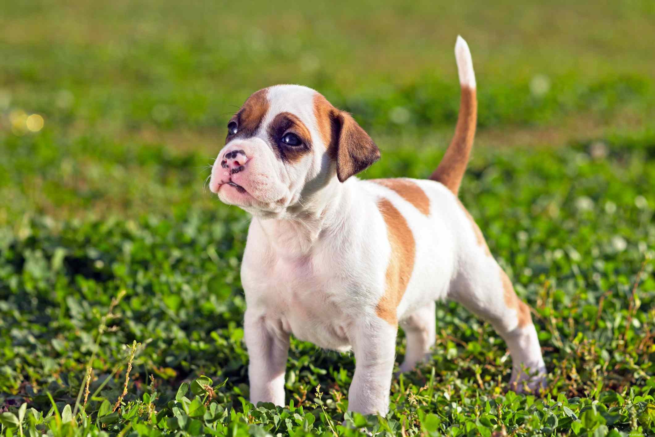 American Staffordshire Terrier :caractéristiques et soins de la race de chien