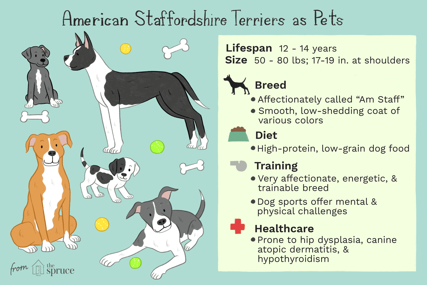 American Staffordshire Terrier:Hundrasegenskaper och skötsel