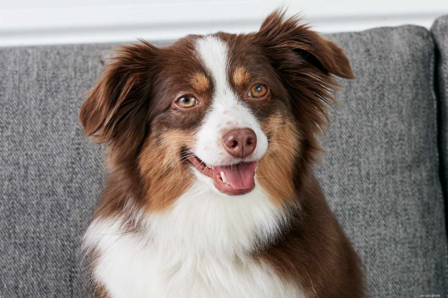 Berger australien (Aussie) :caractéristiques et soins de la race de chien