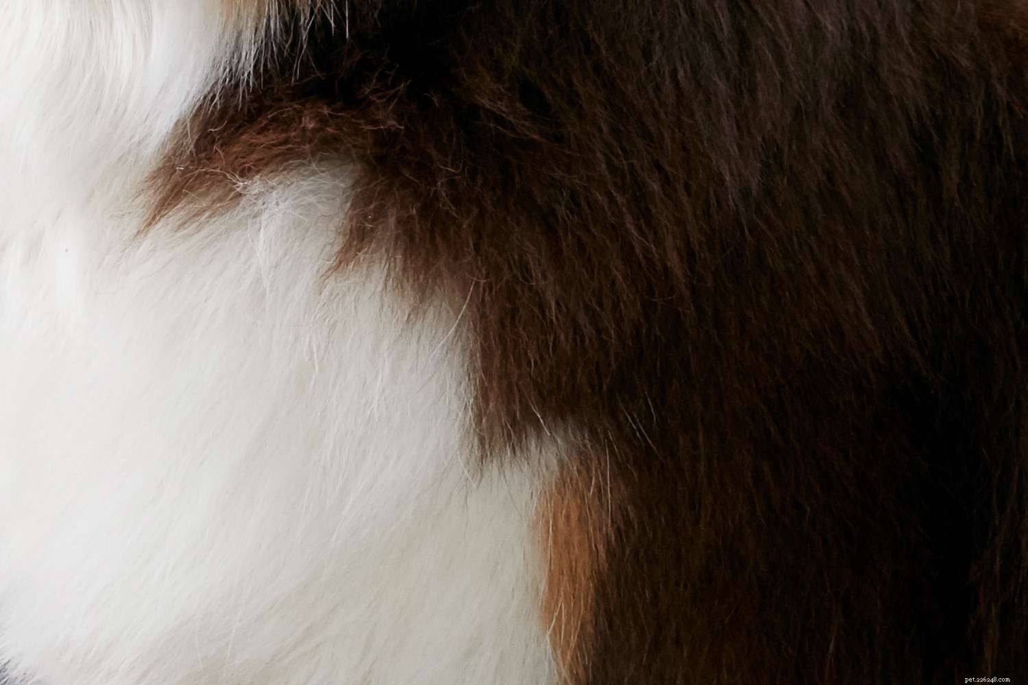 Австралийская овчарка (аусси):характеристики породы собак и уход