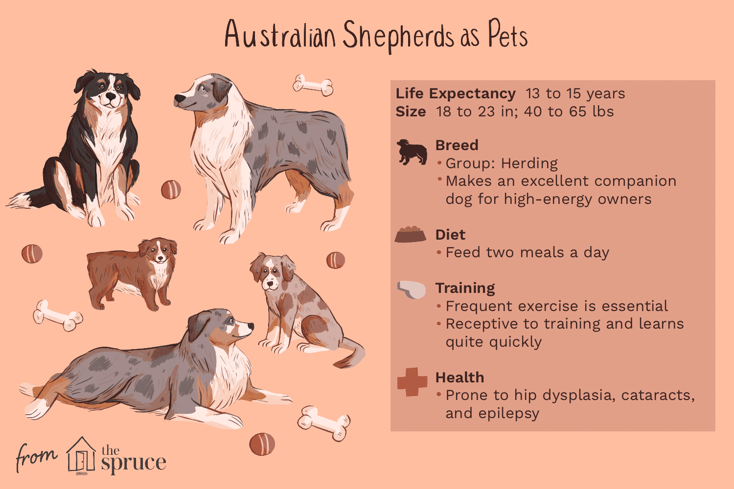 Австралийская овчарка (аусси):характеристики породы собак и уход