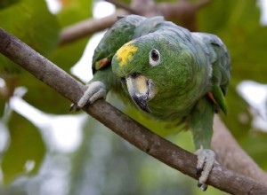 Jak se starat o mazlíčka amazonského papouška
