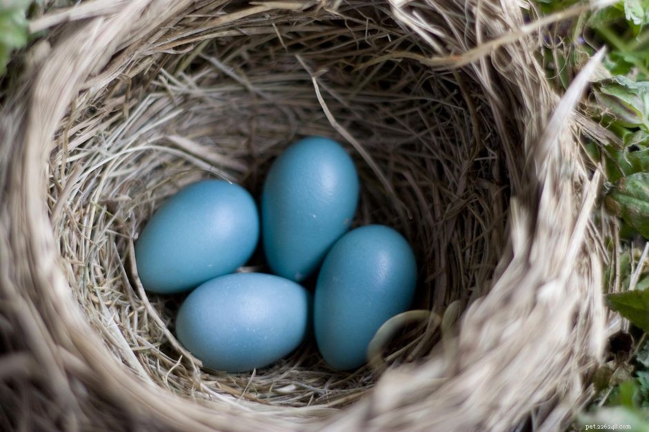 Le uova sono davvero buone per il mio uccello?